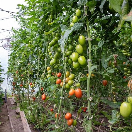 La Vieille Ferme, Ecogite Saint-Fulgence Екстер'єр фото