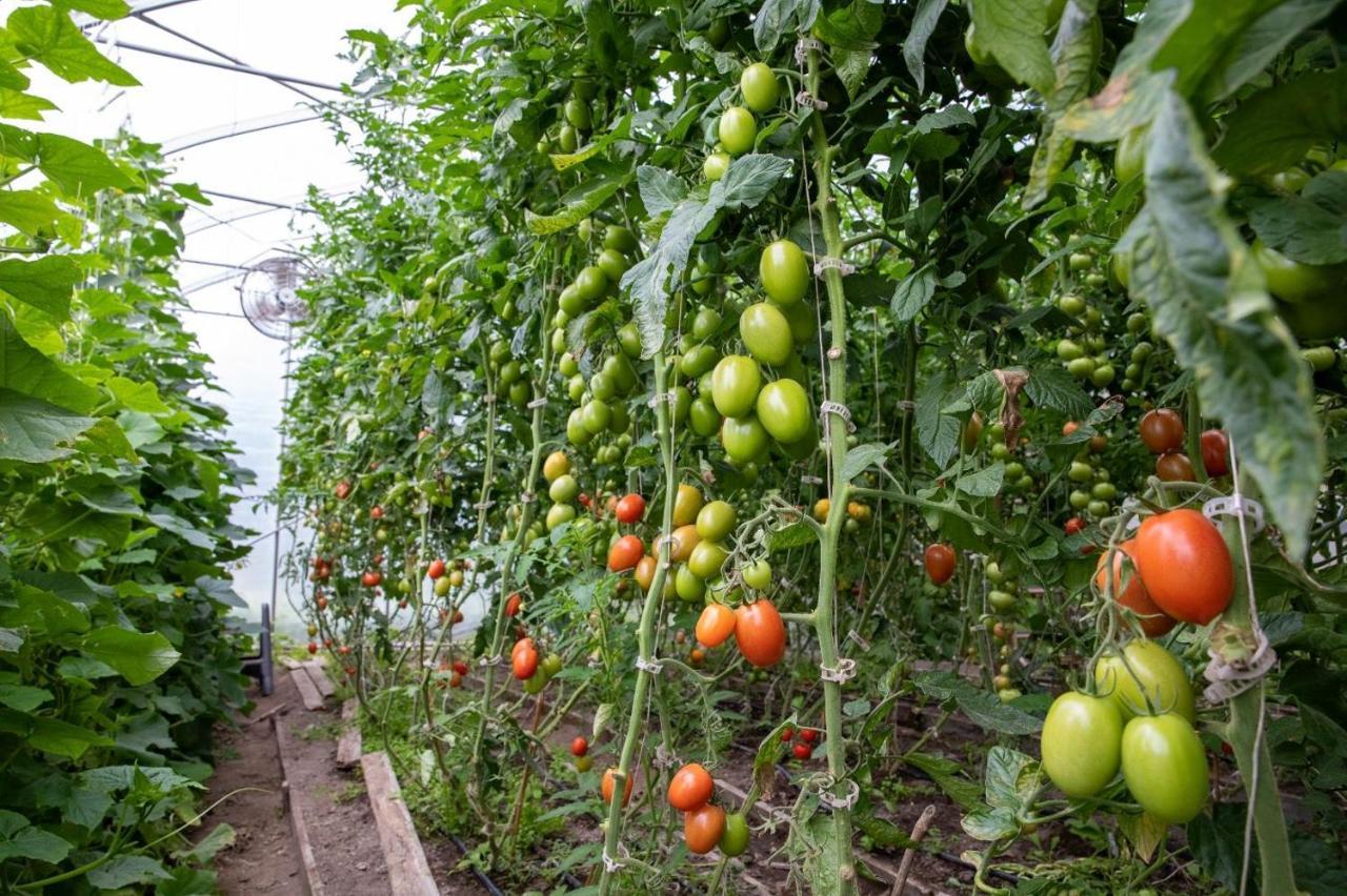 La Vieille Ferme, Ecogite Saint-Fulgence Екстер'єр фото