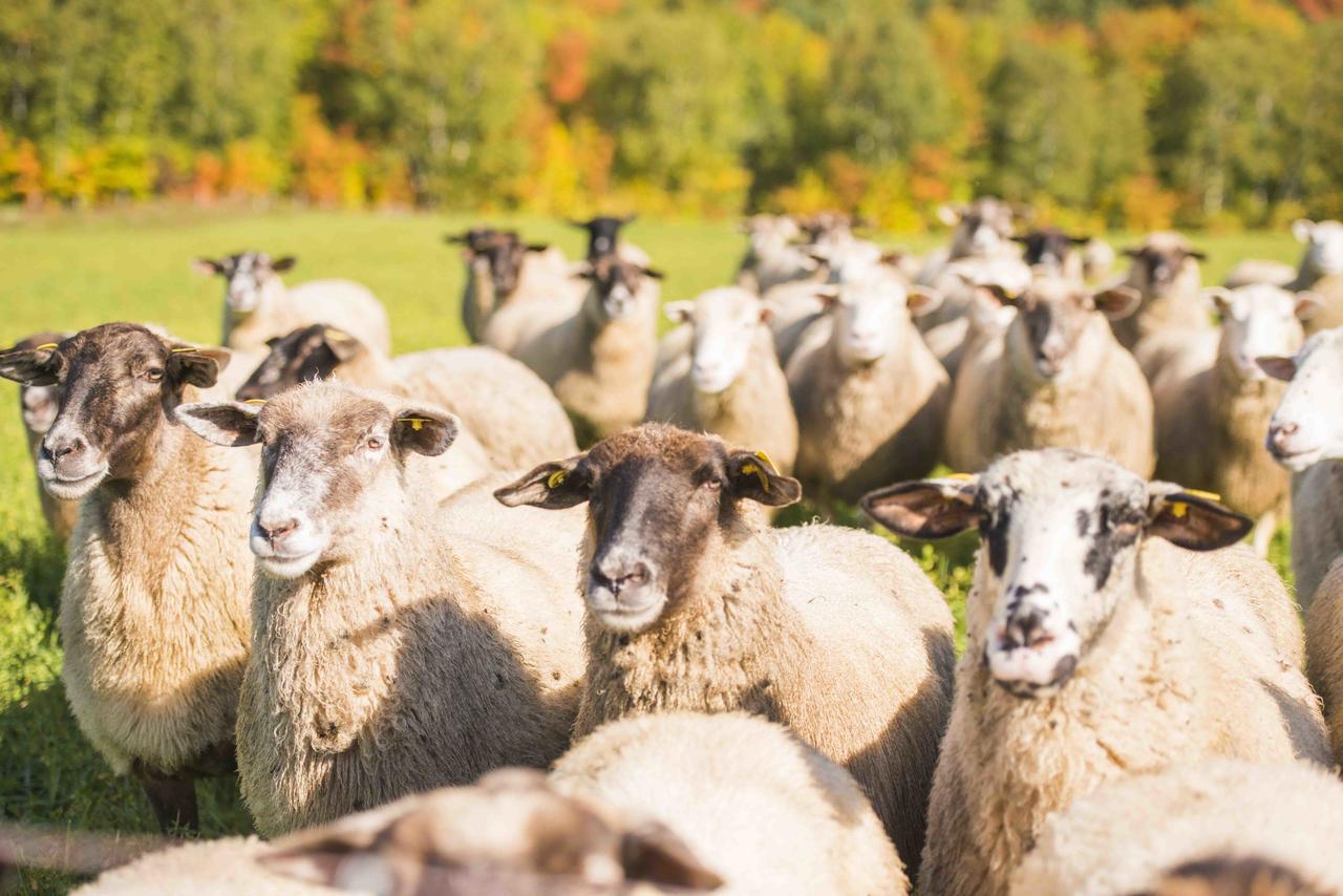 La Vieille Ferme, Ecogite Saint-Fulgence Екстер'єр фото